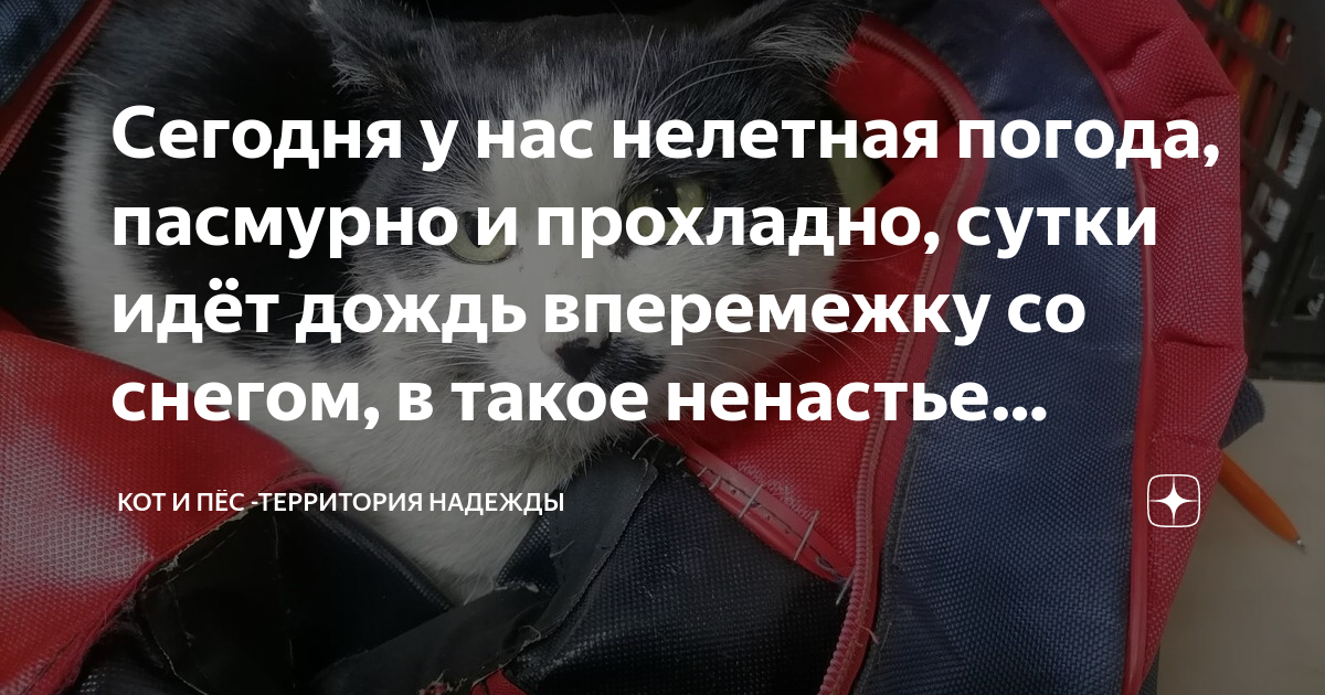Сегодня у нас нелетная погода, пасмурно и прохладно, сутки идёт дождь ...