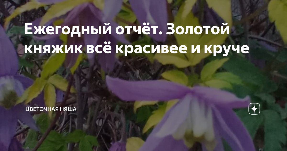 Вербейник монетчатый. Канал цветочная няша дзен. Вербейник монетчатый фиолетовый. Канал цветочная няша дзен. Цветочная няша дзен фото.