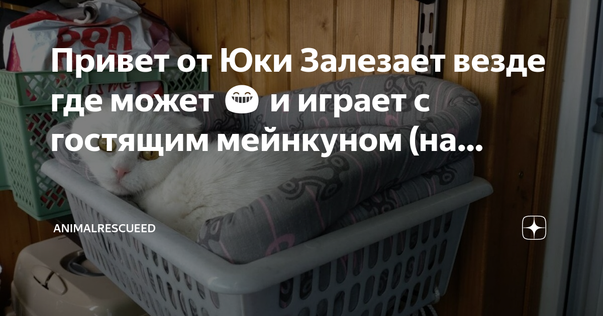 Пикабу animalrescueed
