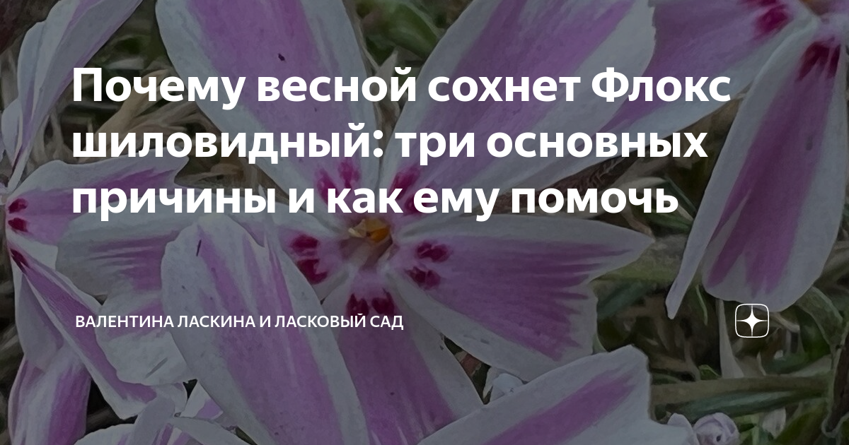Почему весной сохнет Флокс шиловидный: три основных причины и как ему ...