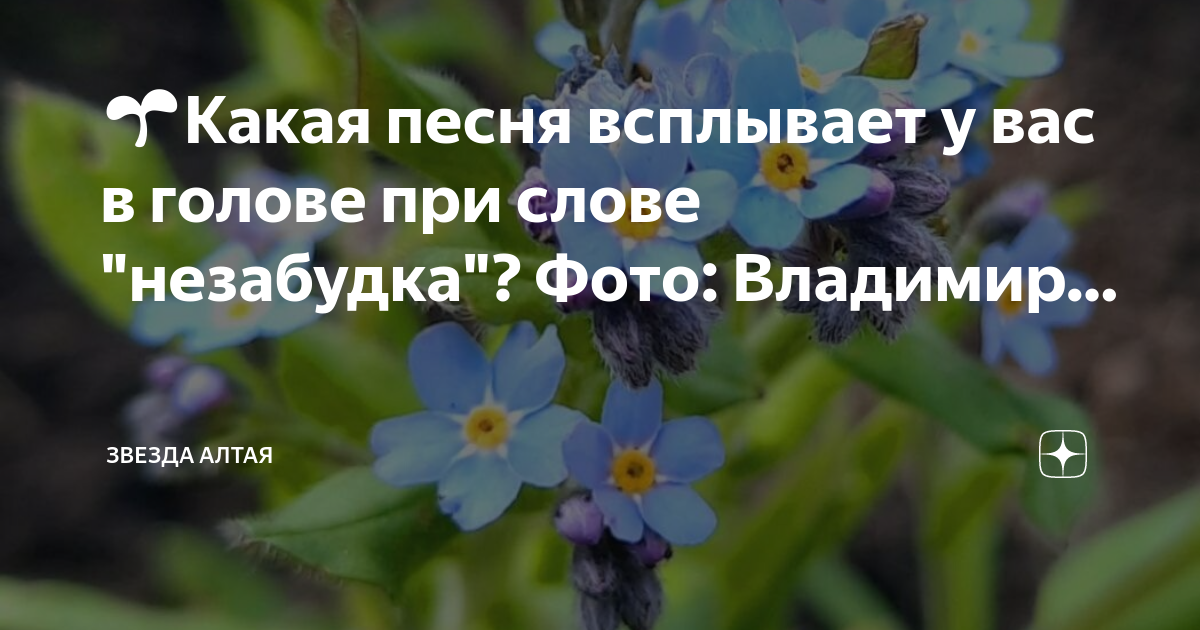 А на том берегу незабудки текст песни. 1 Мая приметы. Незабудка слова.