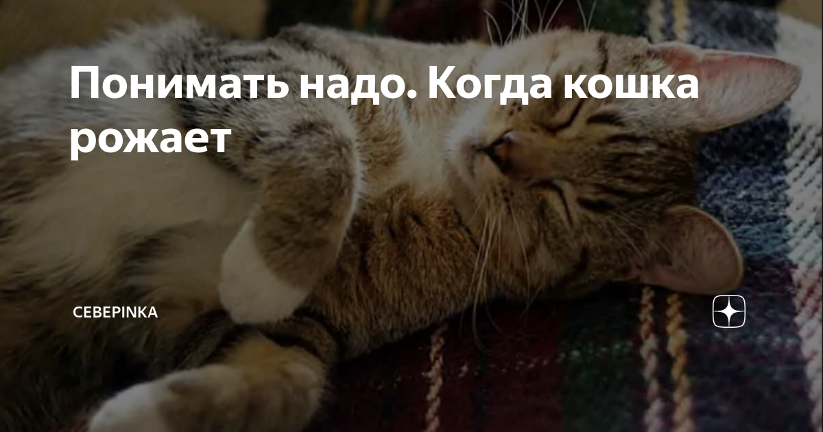 Понимать надо. Когда кошка рожает | Cebepinka | Дзен