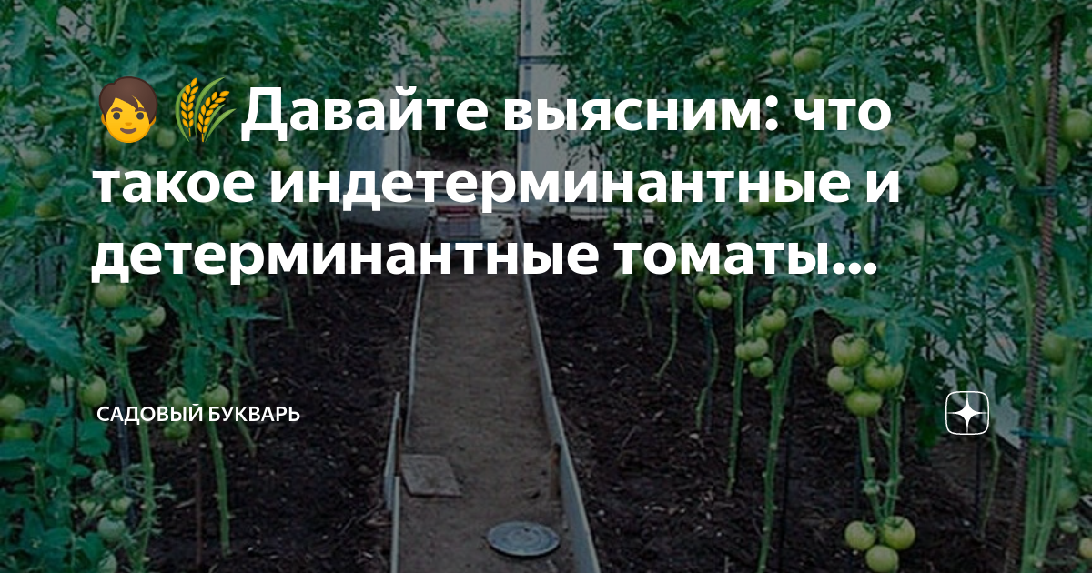 Как ухаживать за детерминантными помидорами