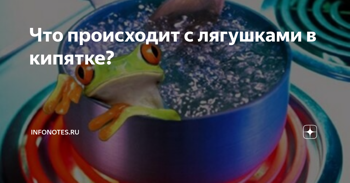 Что происходит с лягушками в кипятке? | InfoNotes.ru | Дзен