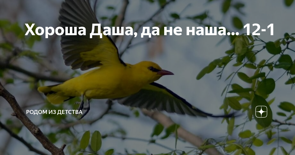 Хороша Даша, да не наша… 12-1 | Родом из детства | Дзен