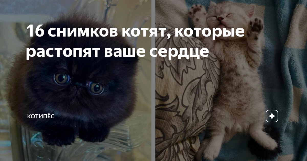 Кошка принесла котят в кровать