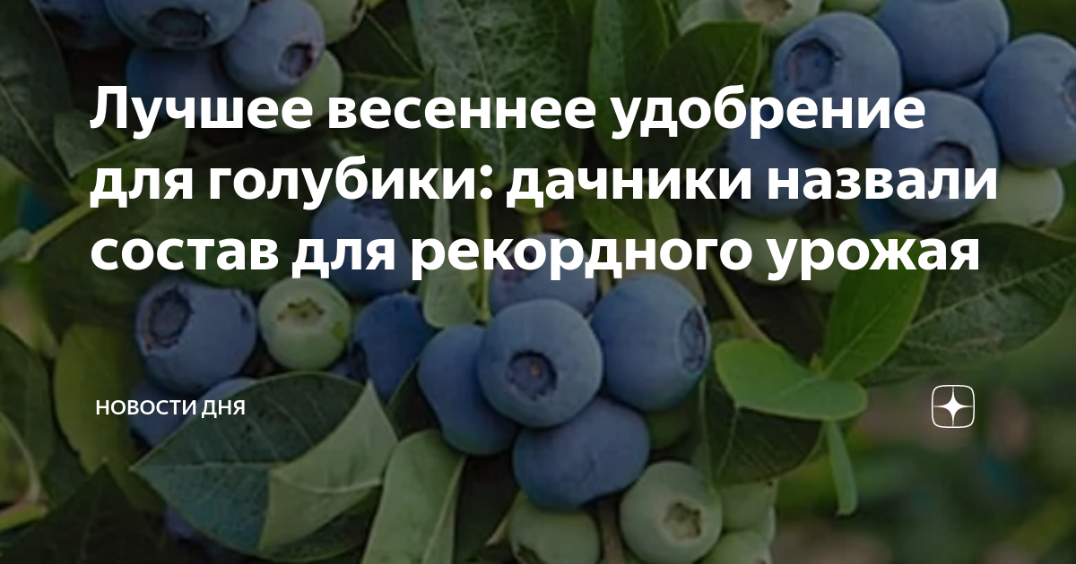 Голубика урожай таблица. Стадии роста голубики. Голубика куст урожай вес. 4 Летняя голубика.