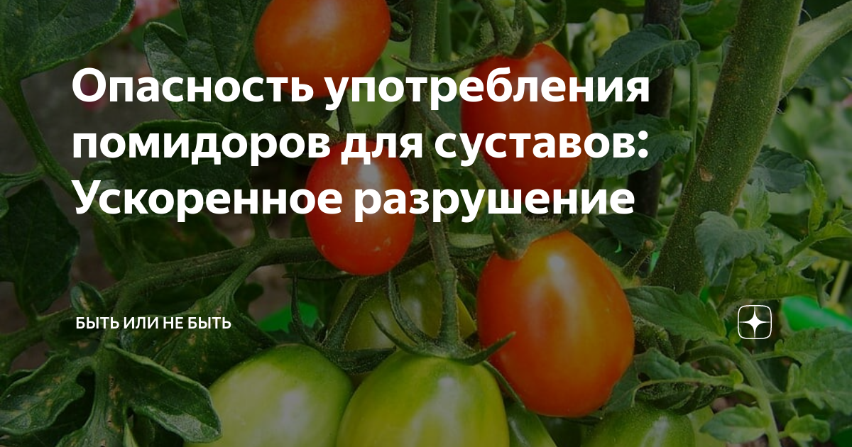 Сырые или приготовленные томаты?