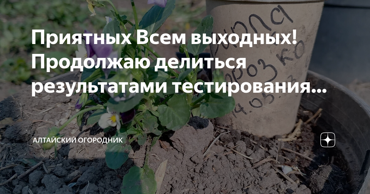 Огородник из рязани дзен. Дзен огородников. Дзен огородников. Огородник из рязани дзен. Огородник из рязани огурцы.