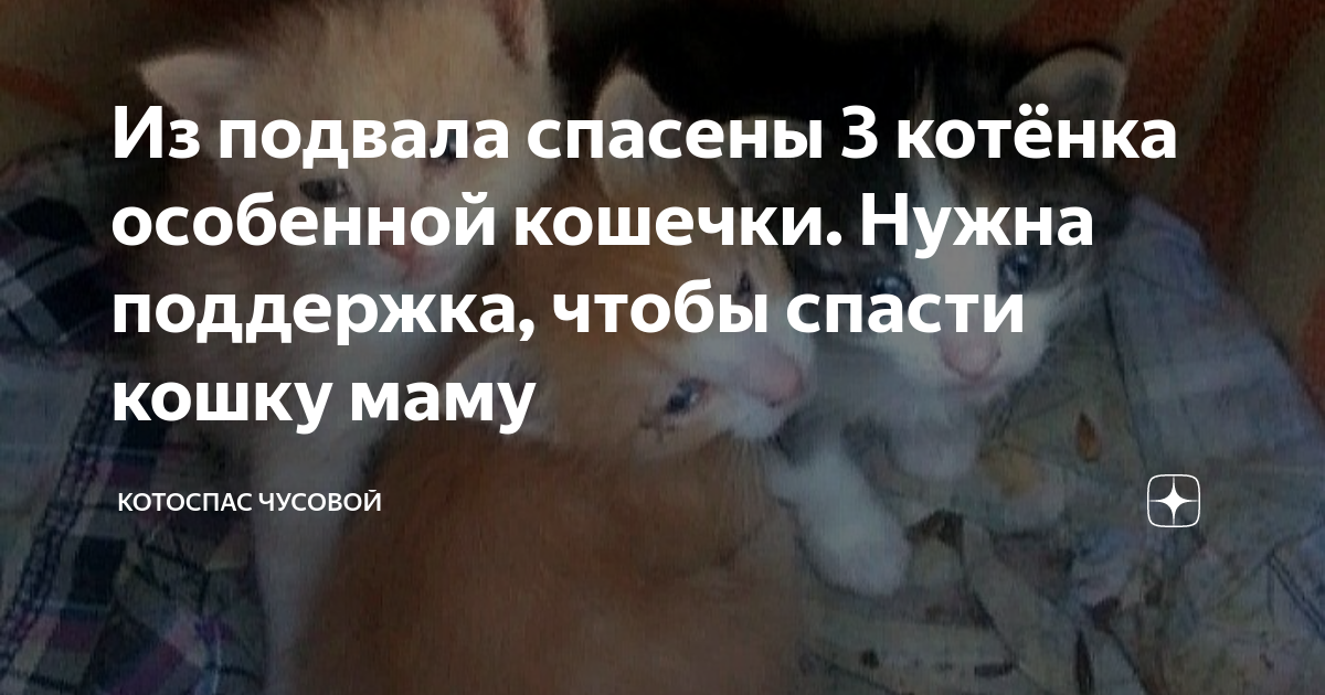 Из подвала спасены 3 котёнка особенной кошечки. Нужна поддержка, чтобы ...
