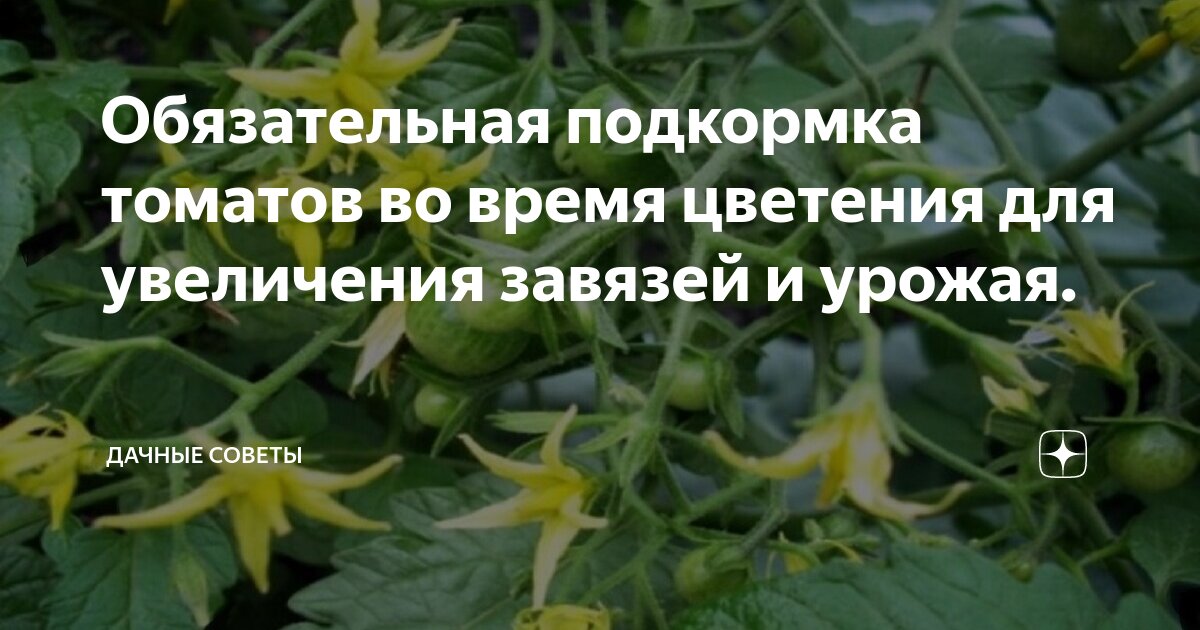 Подкормка томатов в период цветения. Подкормка томатов во время цветения. томаты во время цветения. чем подкормить помидоры во время цветения в теплице. подкормка помидор во время цветения.