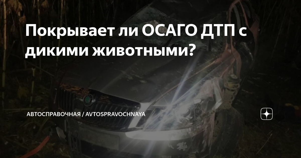 Покрывает ли ОСАГО ДТП с дикими животными? | Автосправочная ...