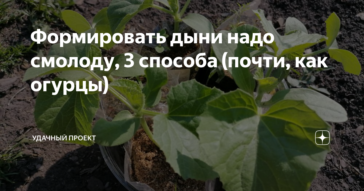Формировать дыни надо смолоду, 3 способа (почти, как огурцы) | уДачный ...