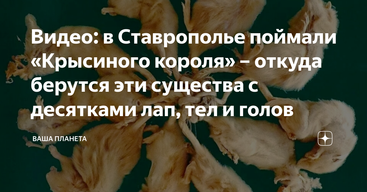 Видео: в Ставрополье поймали «Крысиного короля» – откуда берутся эти ...