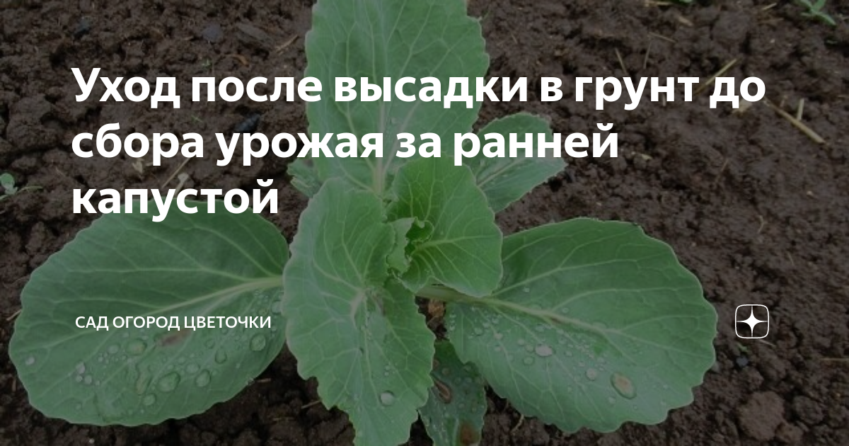Условия хранения нежной овощной продукции