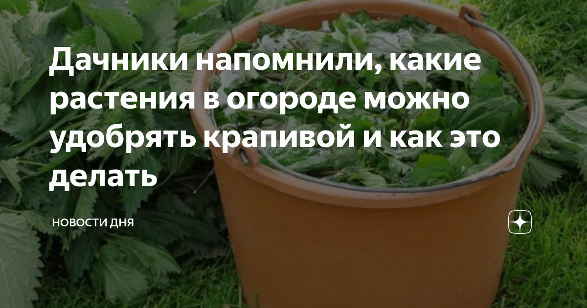 Настой крапивы для подкормки помидор. Продление жизни огурца. Подкормка огурцов. Крапива в огороде. Подкормка огурцов до заморозков