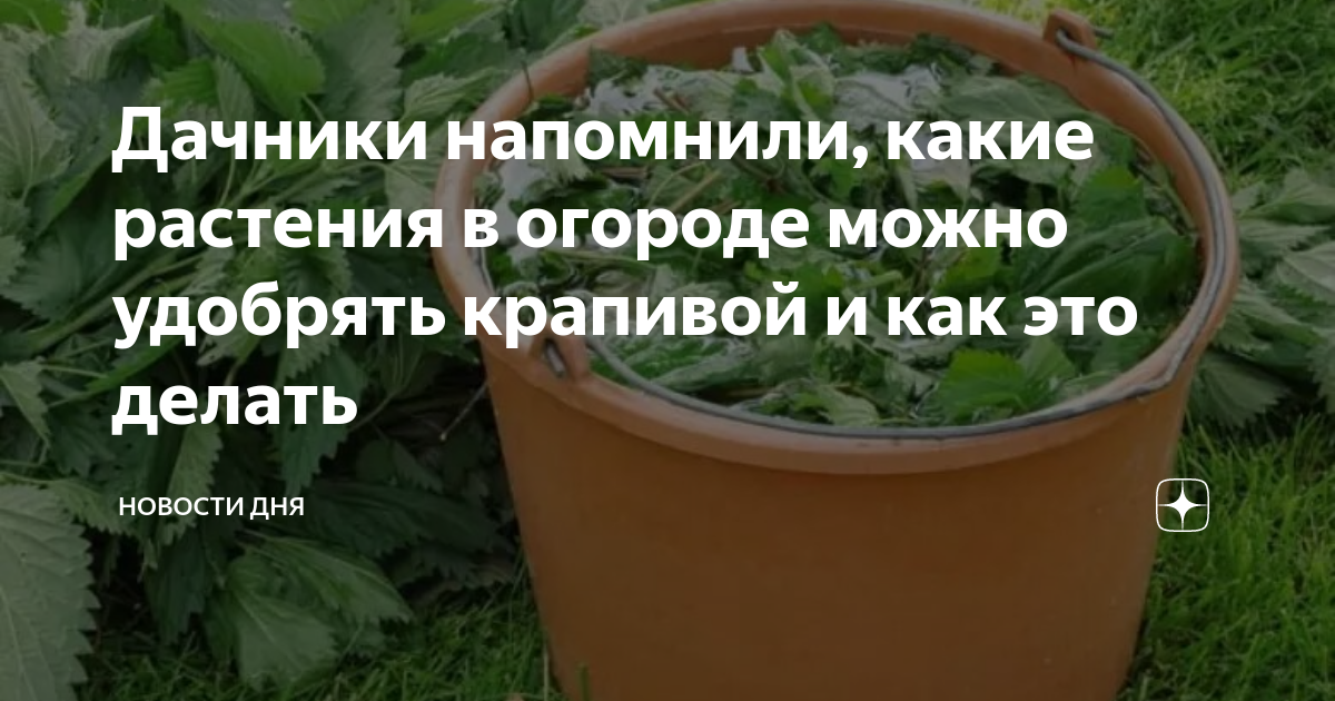 Продление жизни огурца. Подкормка огурцов. Крапива в огороде. Подкормка огурцов до заморозков.