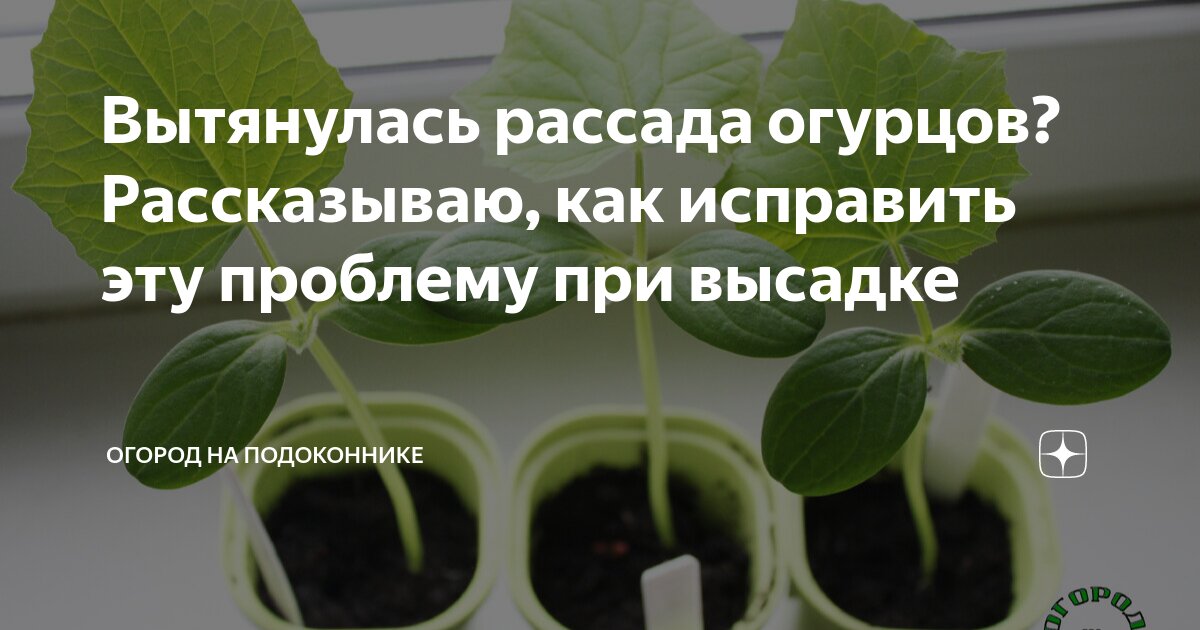 Если рассада огурцов сильно вытянулась что делать