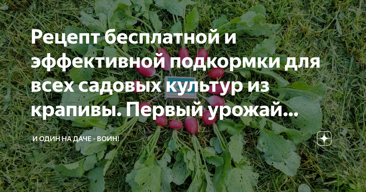 Рецепт бесплатной и эффективной подкормки для всех садовых культур из ...