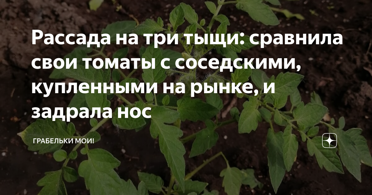 Рассада на три тыщи: сравнила свои томаты с соседскими, купленными на ...