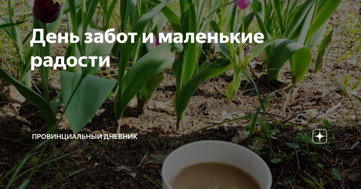 День забот и маленькие радости | Провинциальный дневник | Дзен