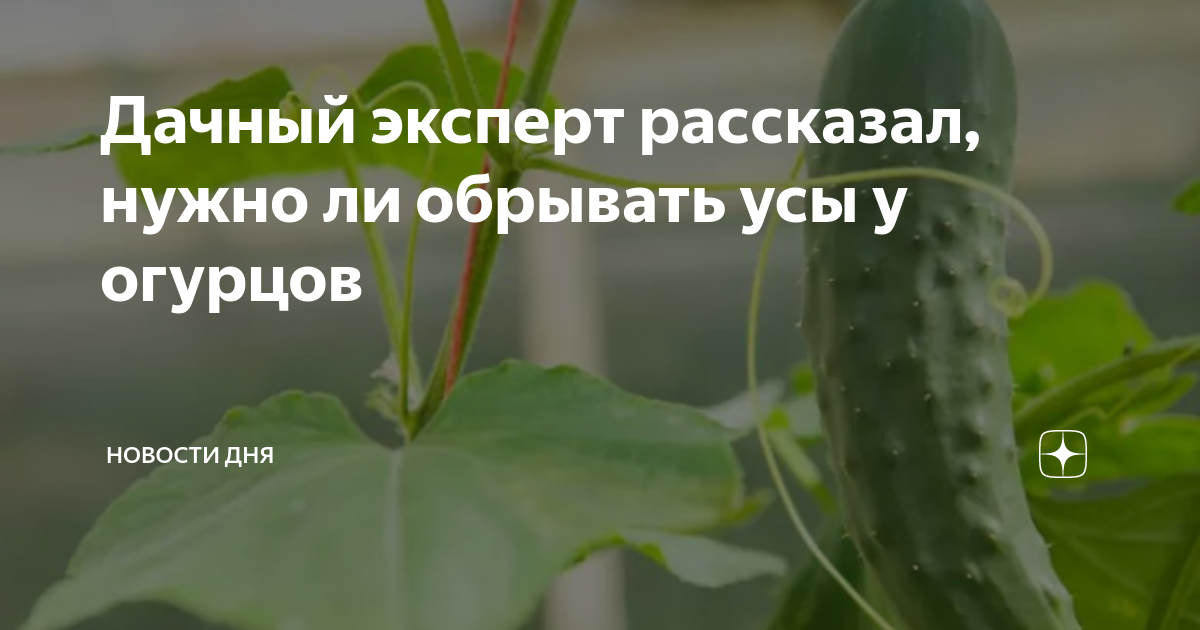 Нужно ли у огурцов обрывать. Огородник с огурцами. Нужно ли у огурцов обрывать нижние листья. Нужно ли обрывать листья на огурцах в теплице. Надо ли обрывать усы у огурцов в теплице и нижние листья.