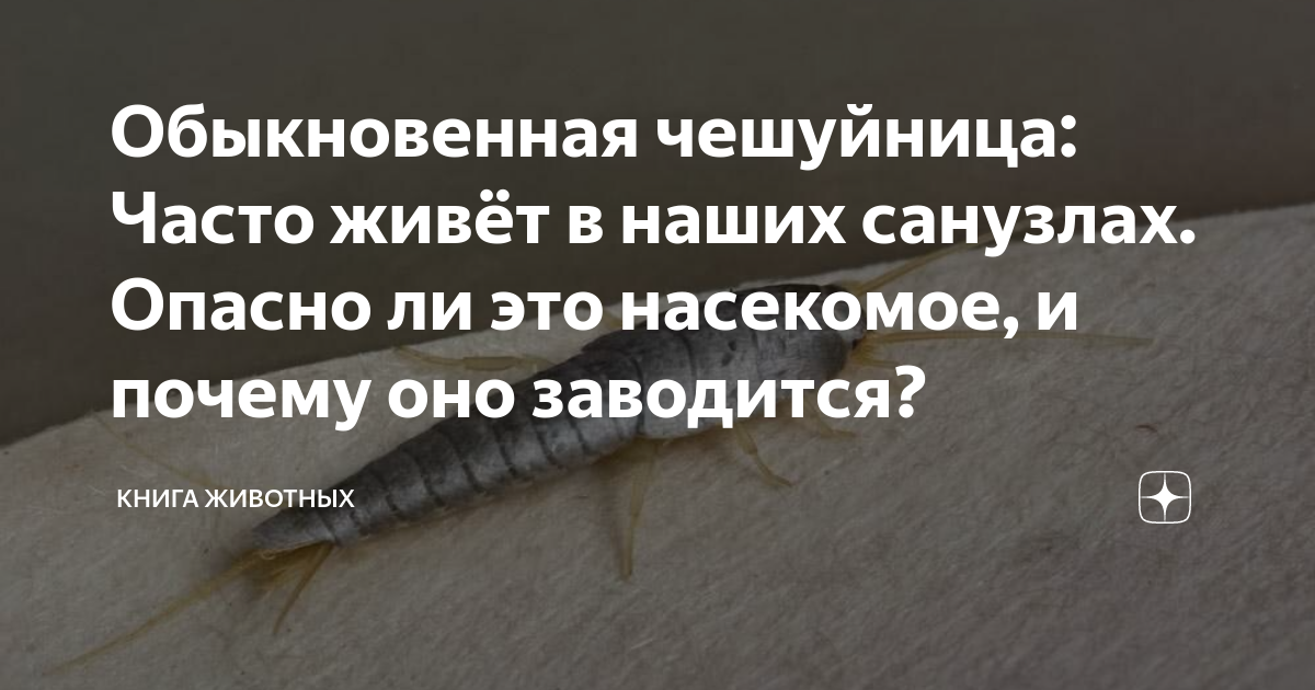 Обыкновенная чешуйница: Часто живёт в наших санузлах. Опасно ли это ...