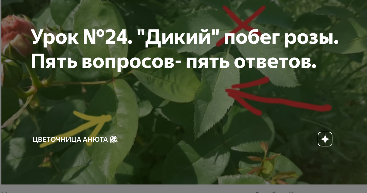 розы в кипяток