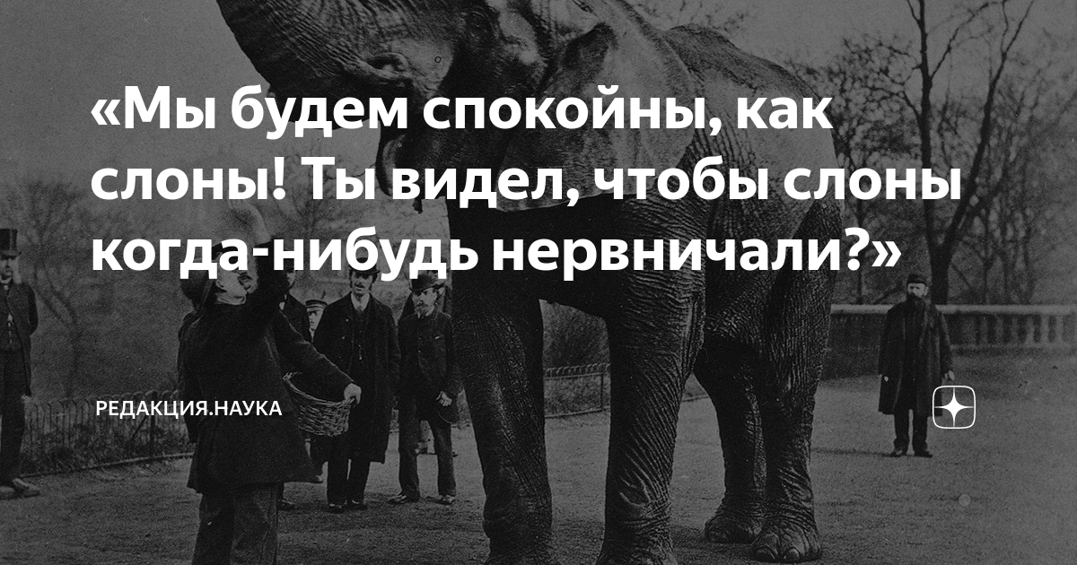 «Мы будем спокойны, как слоны! Ты видел, чтобы слоны когда-нибудь ...