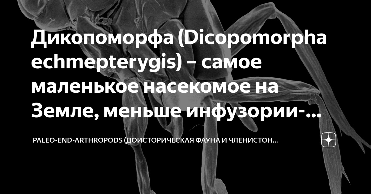 Дикопоморфа (Dicopomorpha echmepterygis) самое маленькое насекомое на