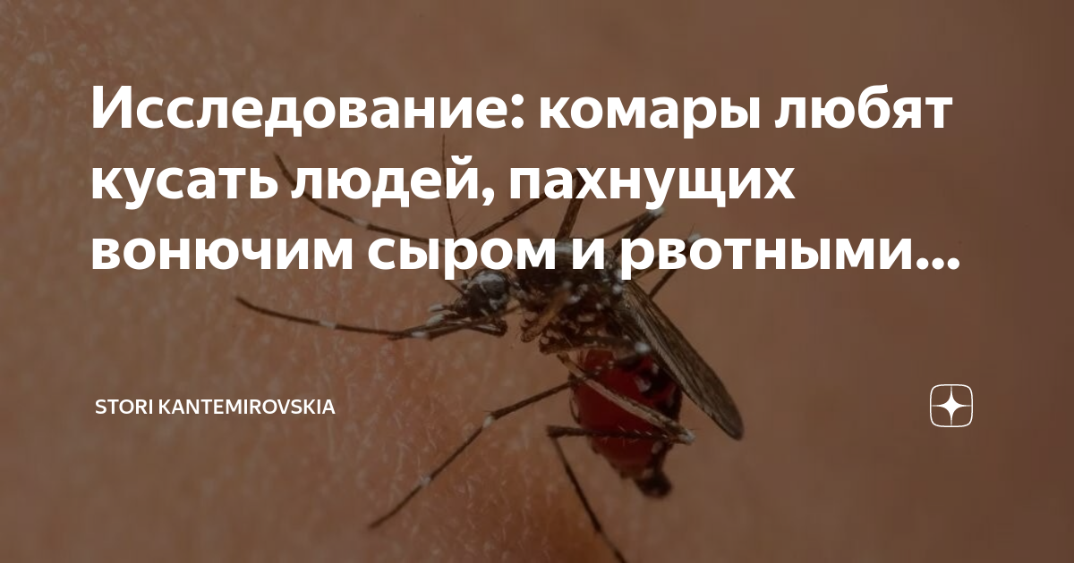 Комары не любят запах. Комар кусает людей и животных. Огромный комар кусает человека. Почему кусают комары исследовательская работа.
