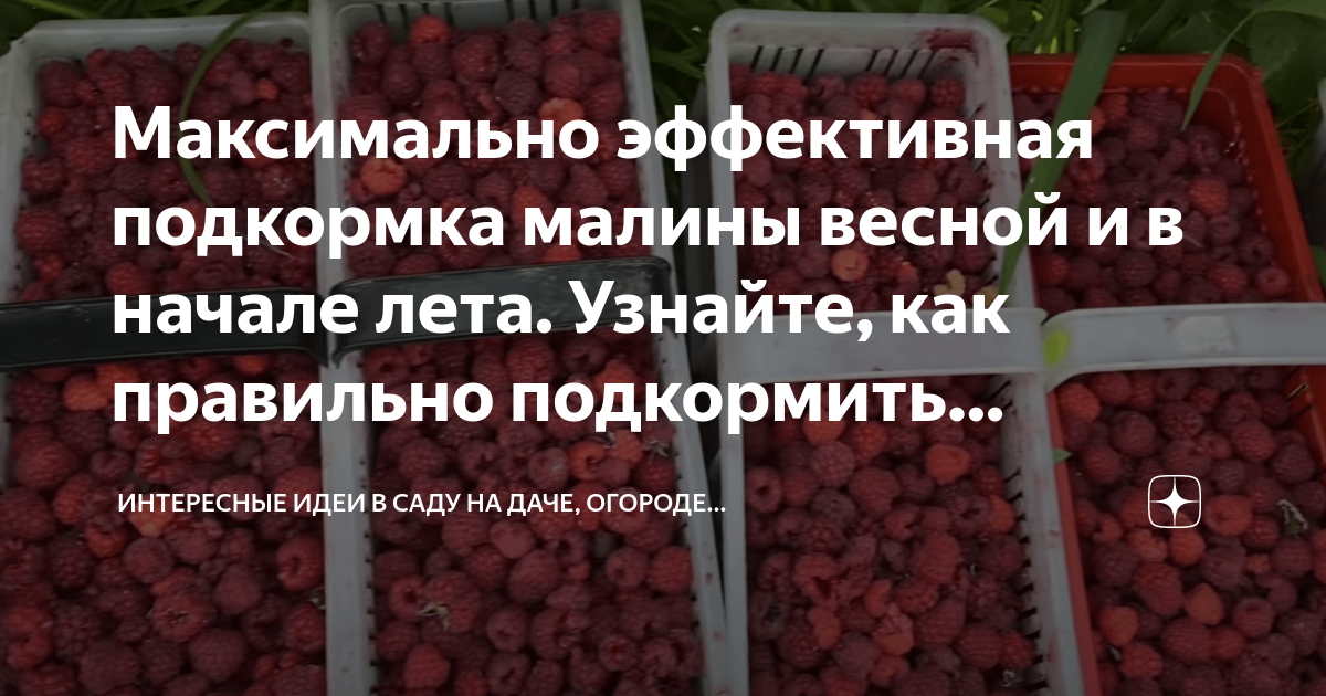 Весенняя подкормка малины. Подкормка малины весной. Удобрения для малины летом своими. Чем удобрить малину весной чтобы был хороший урожай. Обработка и подкормка малины весной