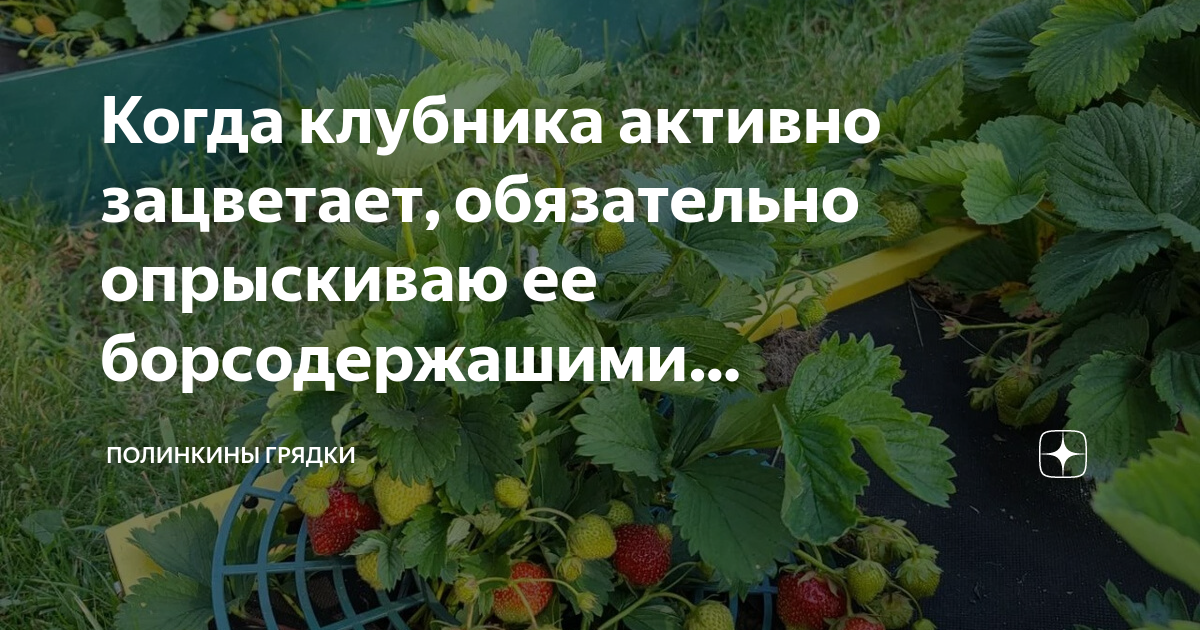 Можно ли опрыскивать ягоды клубники борной. Подкормка клубники борной кислотой. Опрыскать клубнику борной кислотой. Начало цветение клубники. Как поливать клубнику борной кислотой.