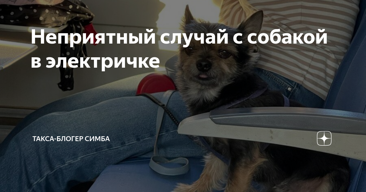 собака в электричке