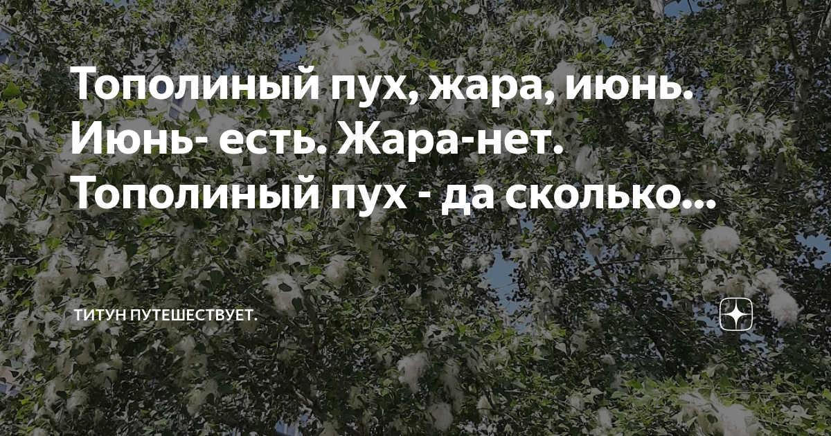 Тополиный пух жара июнь. Тополиный пух жара. Тополиный пух жара инсульт. Тополиный пух жара июль ночи такие Звездные.