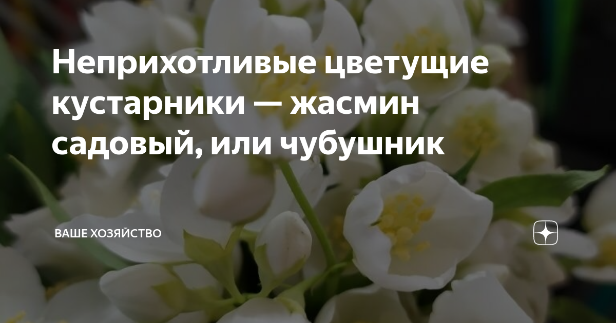 Неприхотливые цветущие кустарники — жасмин садовый, или чубушник | Ваше ...