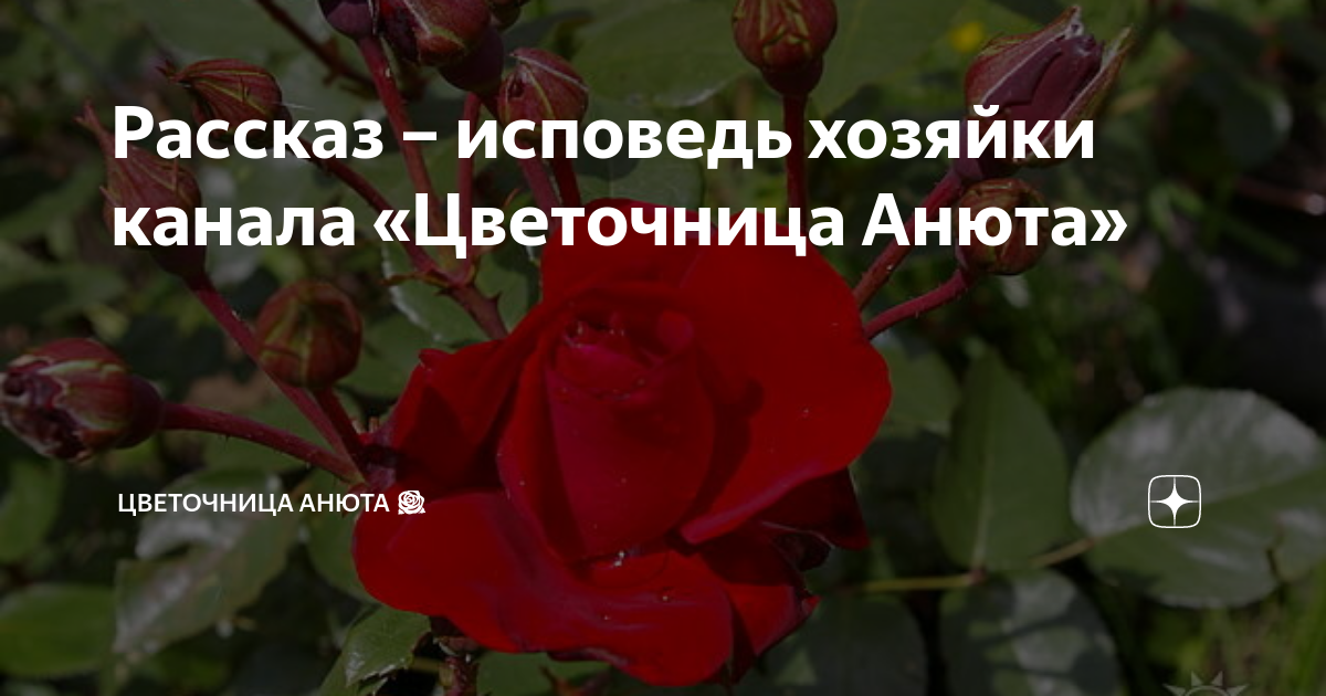 Рассказ – исповедь хозяйки канала «Цветочница Анюта» | Цветочница Анюта ...