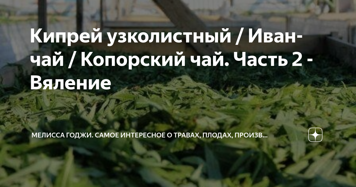 Кипрей узколистный / Иван-чай / Копорский чай. Часть 2 - Вяление ...