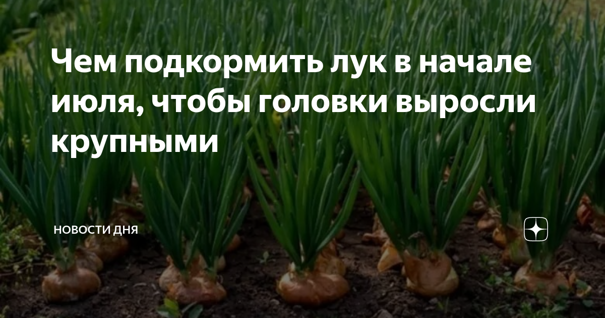 Чем подкормить лук в начале июля, чтобы головки выросли крупными ...