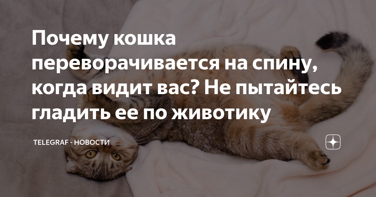 после вязки кошка просит кота