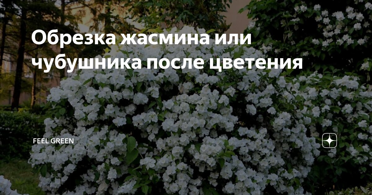 Обрезанный чубушник. Формирование чубушника схема. Дейция формировка куста. Когда обрезают кусты жасмина. Чубушник формирование куста.