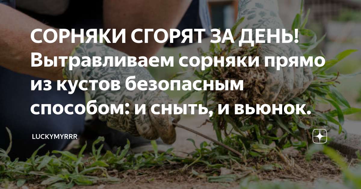 СОРНЯКИ СГОРЯТ ЗА ДЕНЬ! Вытравливаем сорняки прямо из кустов безопасным ...