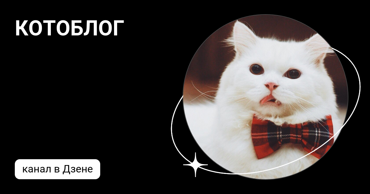 Котоблог телеграмм. Котоблог телеграмм