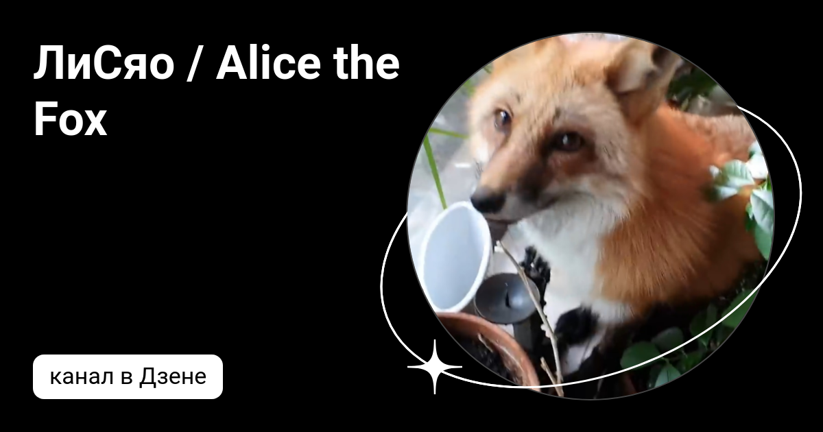 Лиса дзен канал. Лиса дзен канал. Лиса дзен канал. Лиса дзен канал. Олег лис дзен.