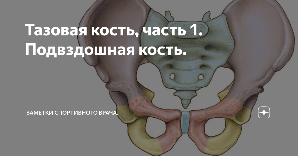 Жировая дегенерация костей таза. Безымянная кость таза. Подвздошная кость анатомия. Тазовая кость КРС. Широкие кости таза.