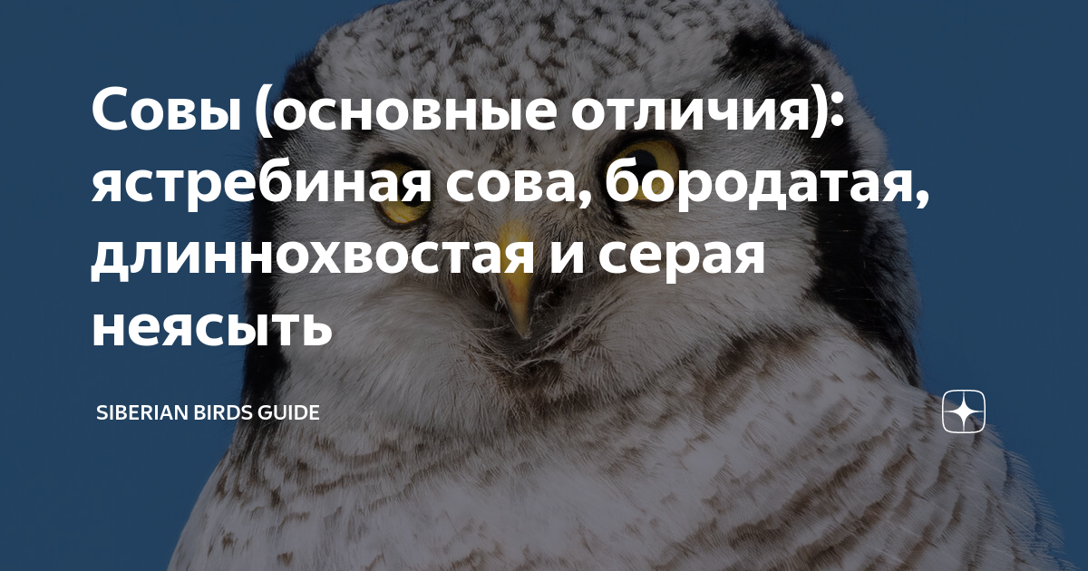 План по рассказу сова. План сказки сова. Сова для детей. Сова основная мысль. Сова основная мысль.