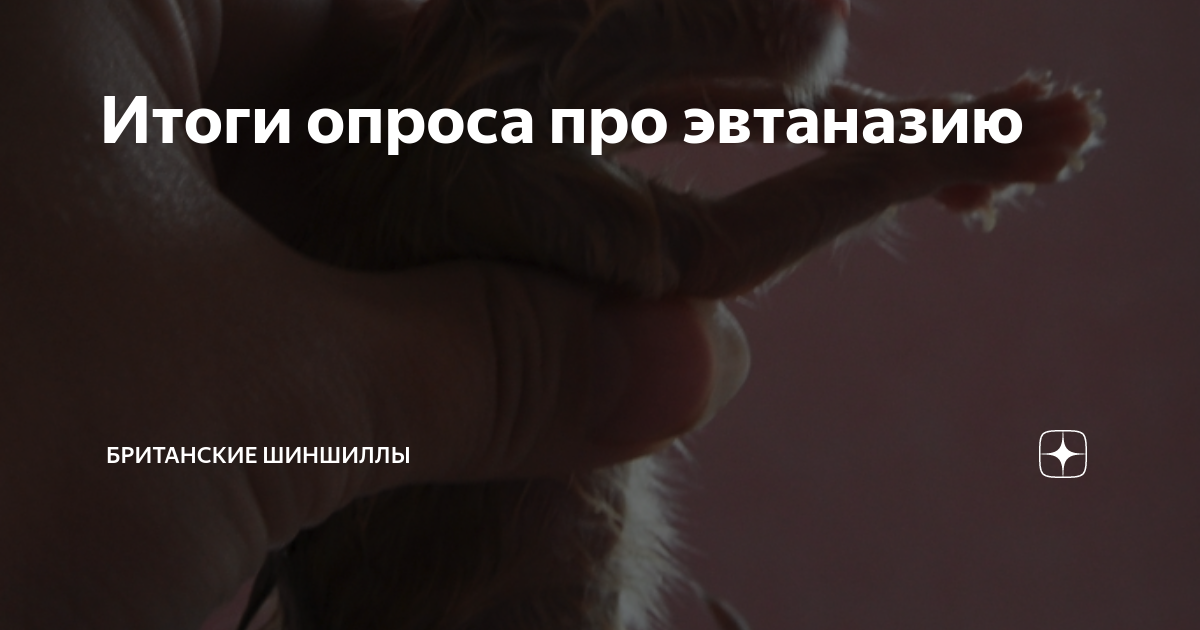 Итоги опроса про эвтаназию | Британские шиншиллы | Дзен