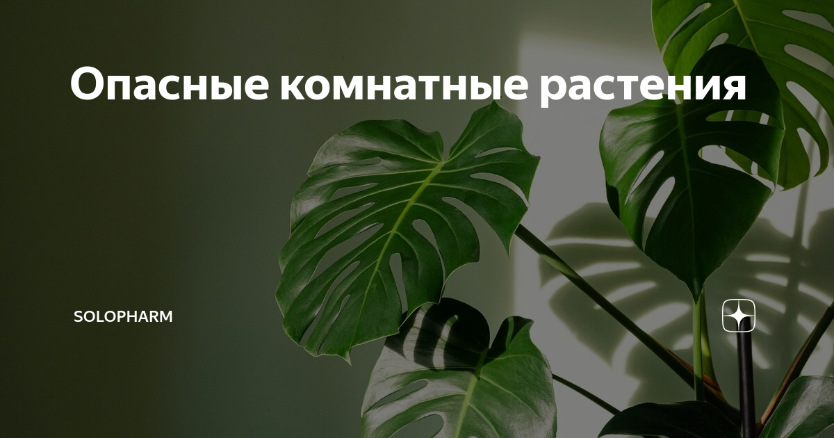 Ядовитые комнатные растения для попугаев