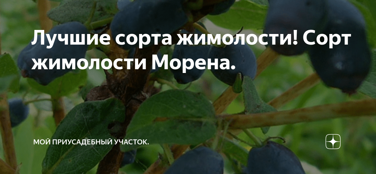 Жимолость морена описание сорта опылители фото отзывы. Лавина жимолость описание. Фото сорт Морена.