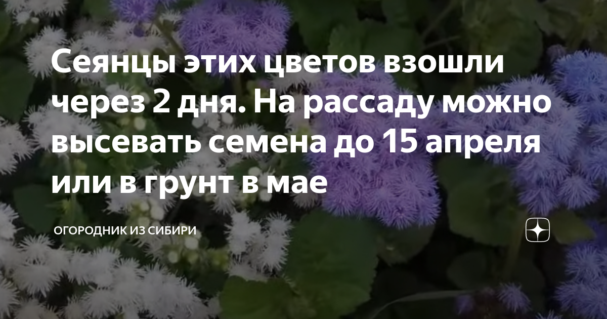 Сеянцы этих цветов взошли через 2 дня. На рассаду можно высевать семена ...